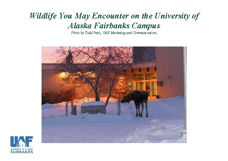 Wildlife You May Encounter on the University of Alaska Fairbanks Campus Photo by Todd