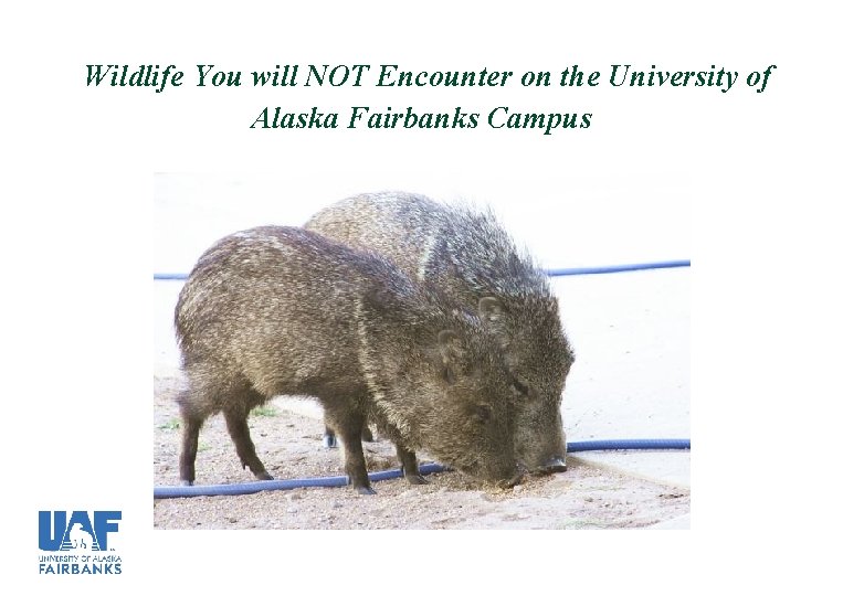 Wildlife You will NOT Encounter on the University of Alaska Fairbanks Campus 