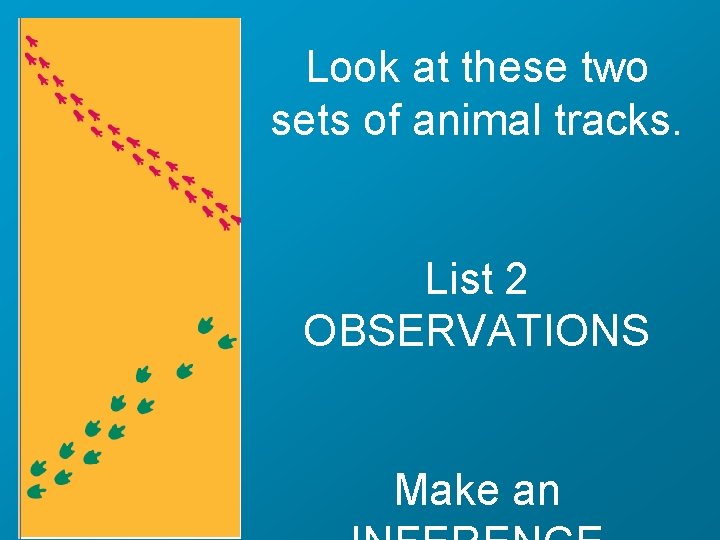 Look at these two sets of animal tracks. List 2 OBSERVATIONS Make an 