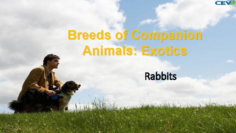 Breeds of Companion Animals: Exotics Rabbits 