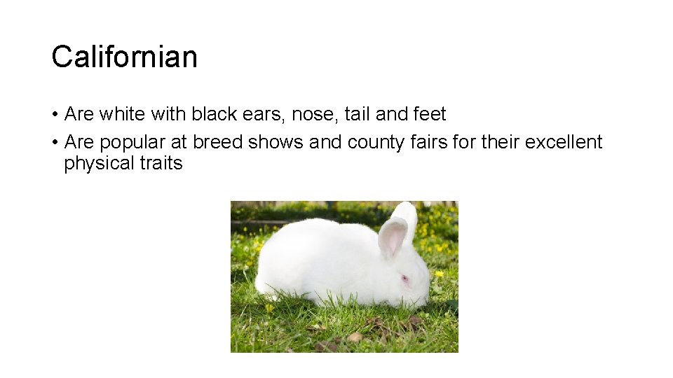 Californian • Are white with black ears, nose, tail and feet • Are popular