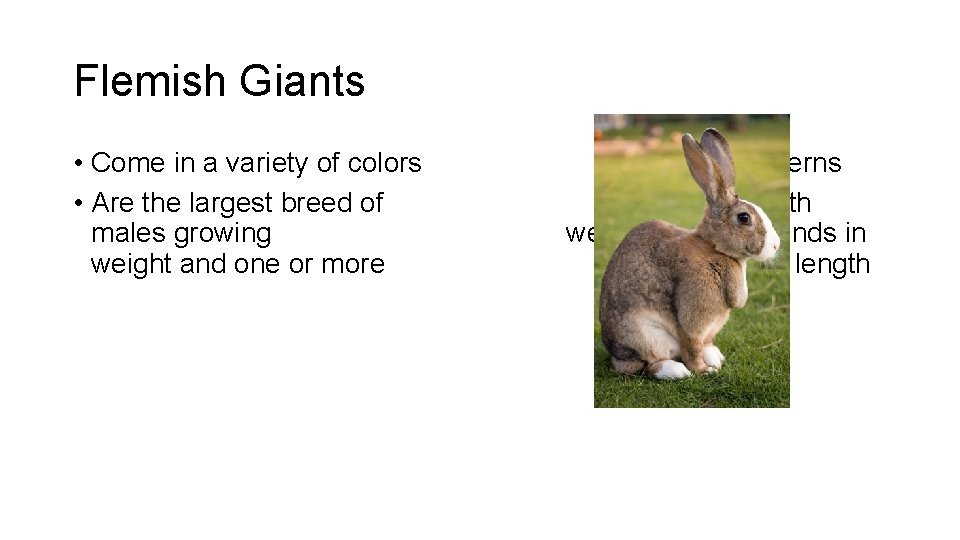 Flemish Giants • Come in a variety of colors • Are the largest breed