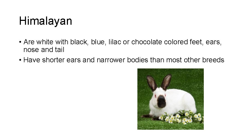 Himalayan • Are white with black, blue, lilac or chocolate colored feet, ears, nose