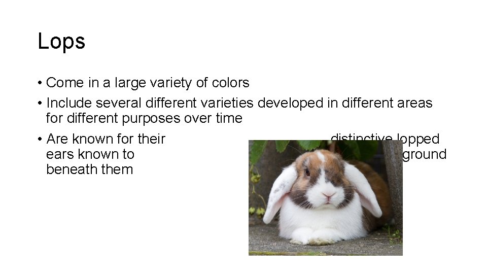 Lops • Come in a large variety of colors • Include several different varieties