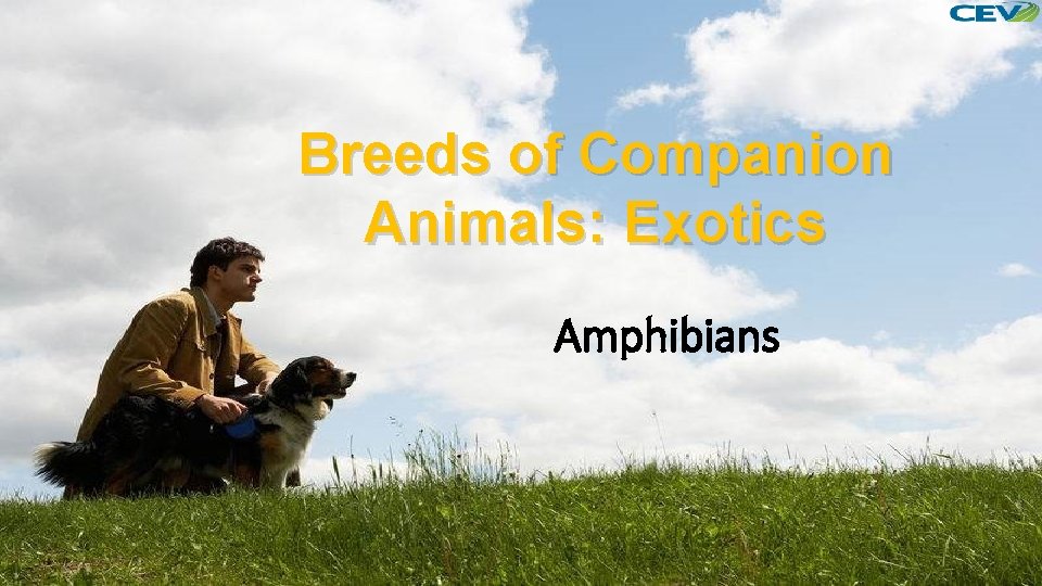 Breeds of Companion Animals: Exotics Amphibians 