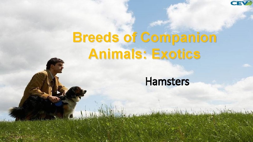 Breeds of Companion Animals: Exotics Hamsters 