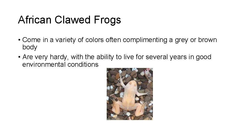 African Clawed Frogs • Come in a variety of colors often complimenting a grey