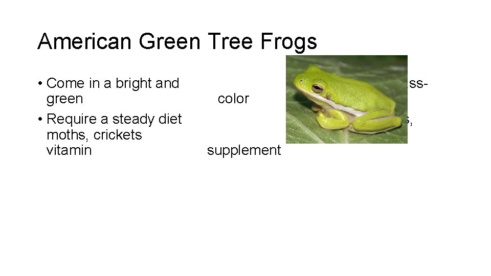 American Green Tree Frogs • Come in a bright and green • Require a
