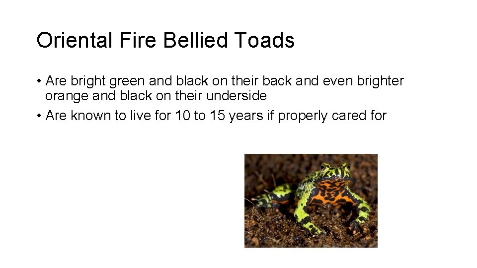 Oriental Fire Bellied Toads • Are bright green and black on their back and