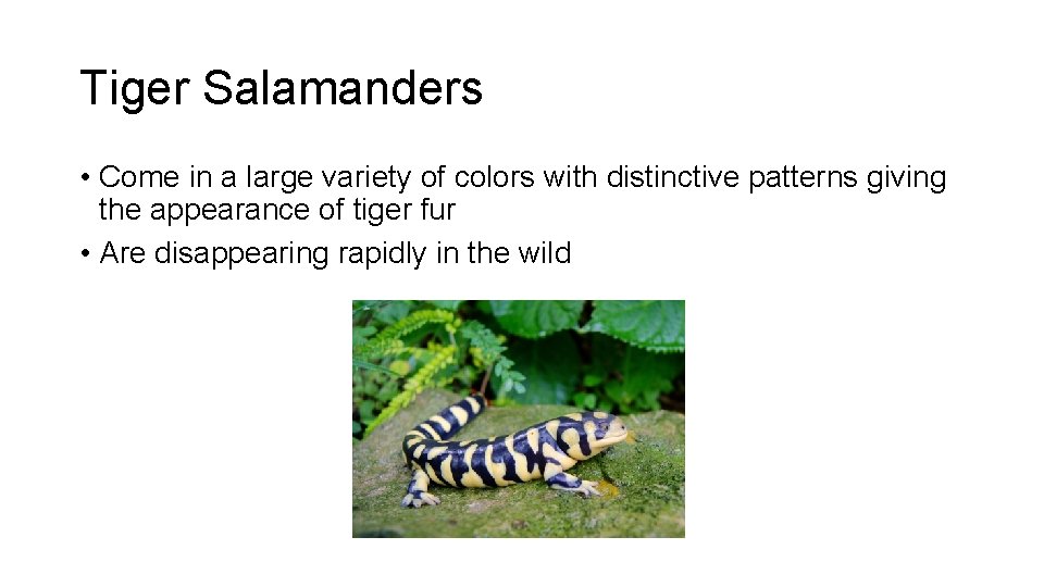 Tiger Salamanders • Come in a large variety of colors with distinctive patterns giving