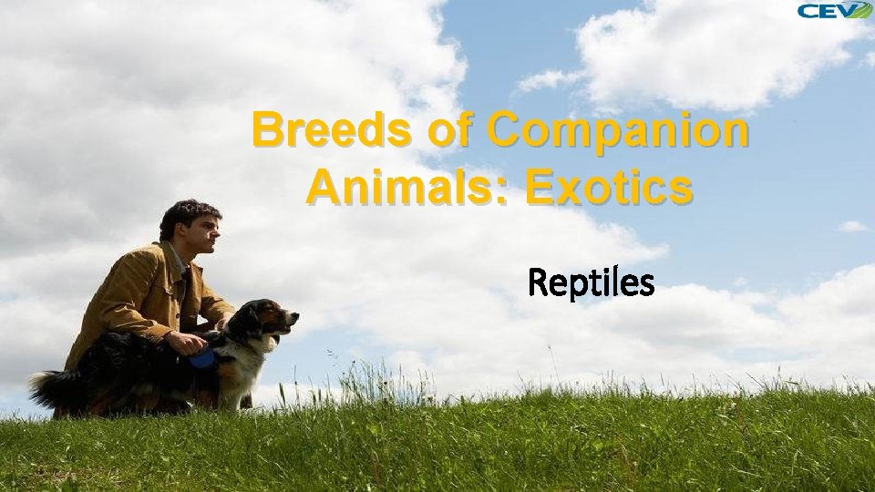 Breeds of Companion Animals: Exotics Reptiles 