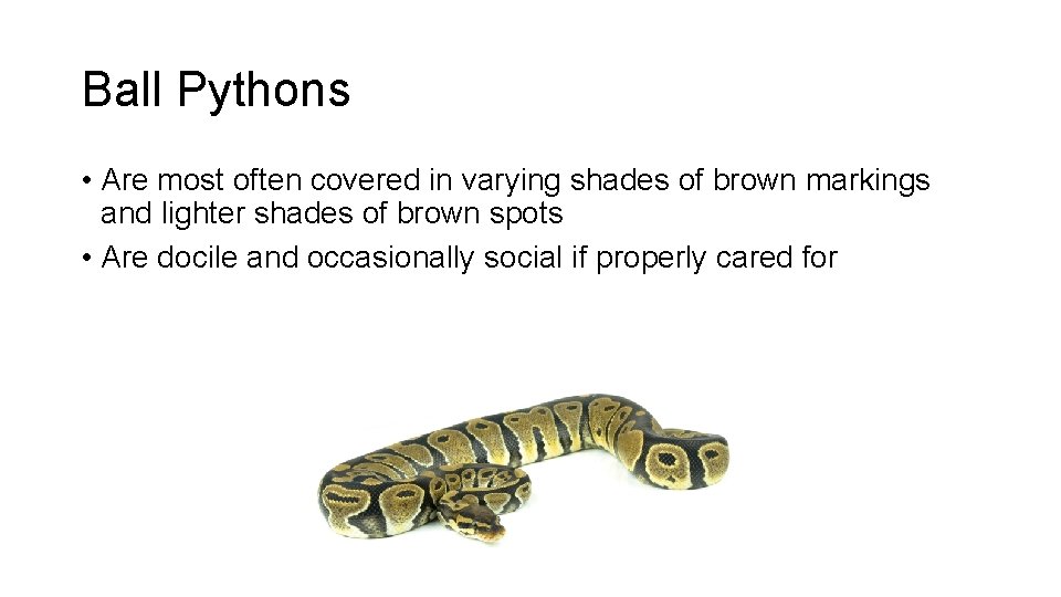 Ball Pythons • Are most often covered in varying shades of brown markings and