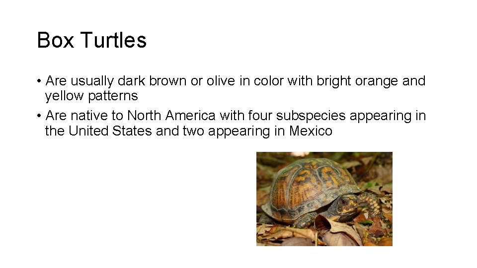 Box Turtles • Are usually dark brown or olive in color with bright orange
