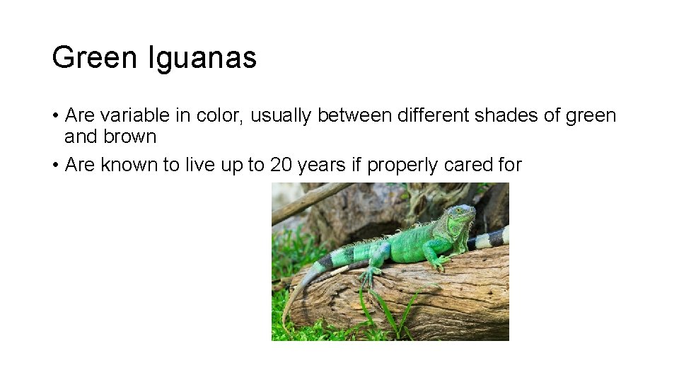 Green Iguanas • Are variable in color, usually between different shades of green and