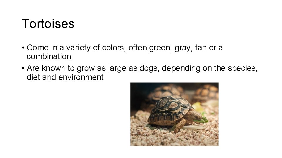 Tortoises • Come in a variety of colors, often green, gray, tan or a