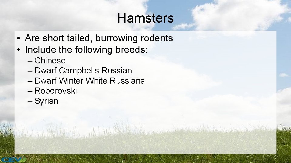 Hamsters • Are short tailed, burrowing rodents • Include the following breeds: – Chinese