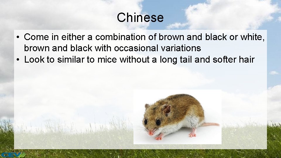 Chinese • Come in either a combination of brown and black or white, brown