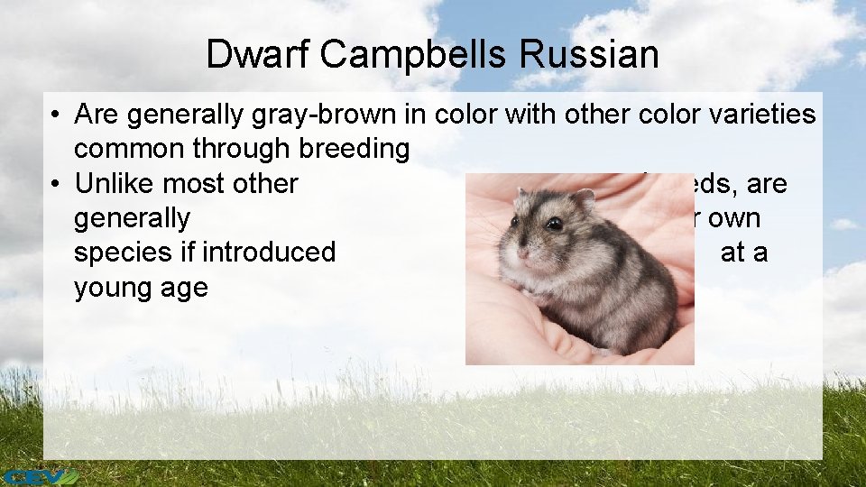 Dwarf Campbells Russian • Are generally gray-brown in color with other color varieties common