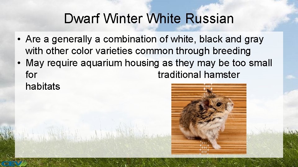 Dwarf Winter White Russian • Are a generally a combination of white, black and