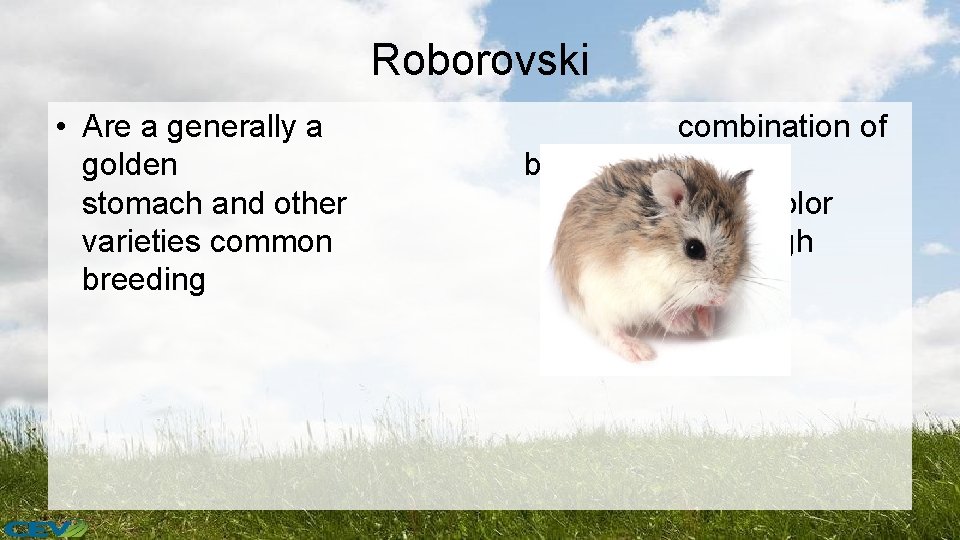 Roborovski • Are a generally a golden stomach and other varieties common breeding combination