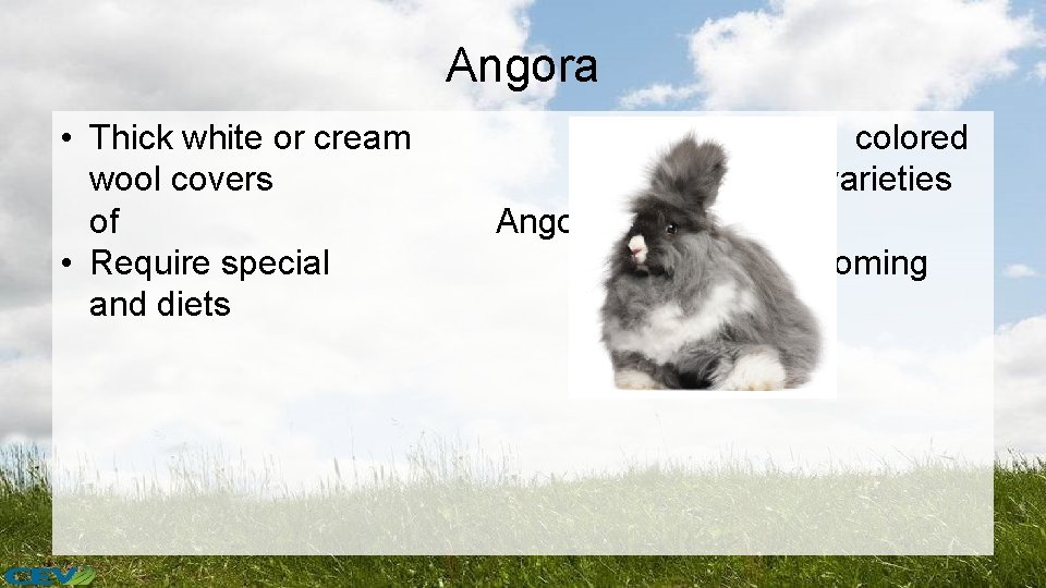 Angora • Thick white or cream wool covers of • Require special and diets