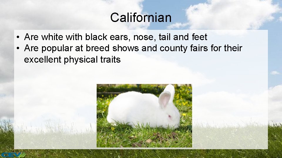 Californian • Are white with black ears, nose, tail and feet • Are popular