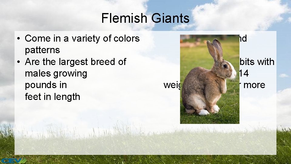 Flemish Giants • Come in a variety of colors patterns • Are the largest