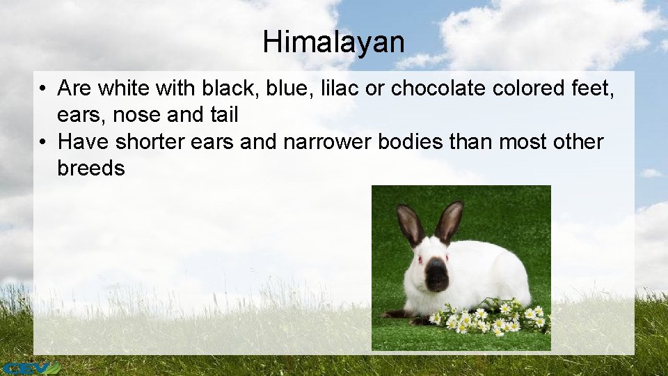 Himalayan • Are white with black, blue, lilac or chocolate colored feet, ears, nose