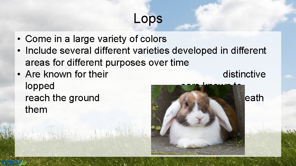 Lops • Come in a large variety of colors • Include several different varieties
