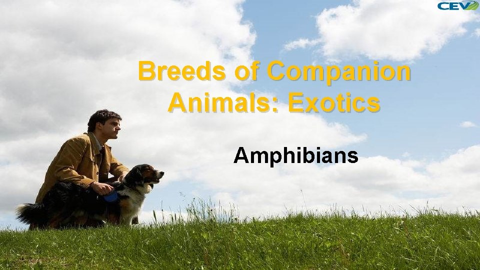 Breeds of Companion Animals: Exotics Amphibians 