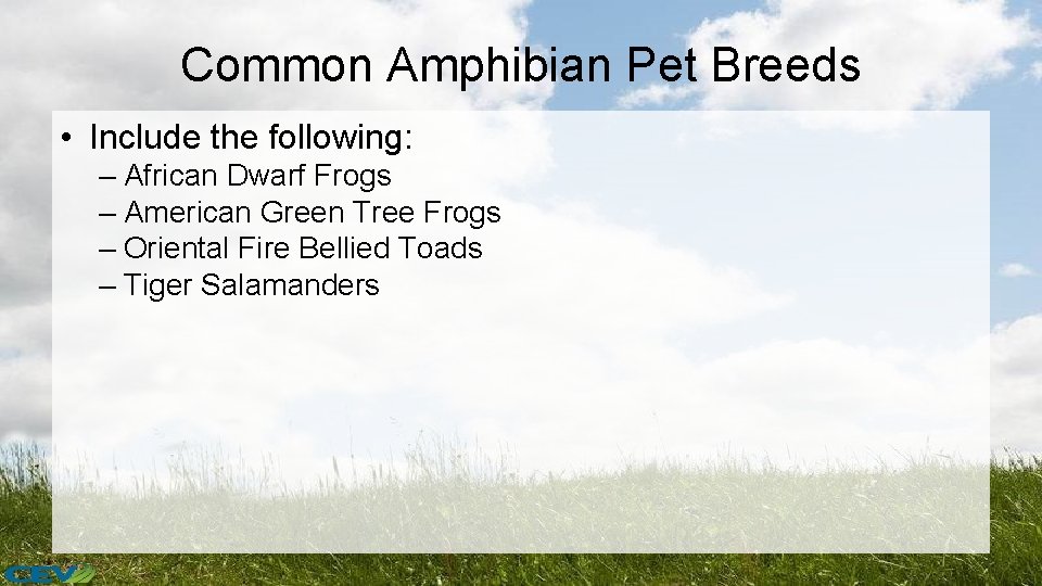 Common Amphibian Pet Breeds • Include the following: – African Dwarf Frogs – American