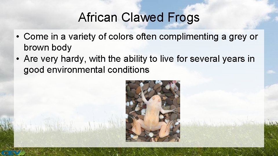 African Clawed Frogs • Come in a variety of colors often complimenting a grey
