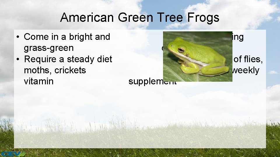 American Green Tree Frogs • Come in a bright and grass-green • Require a