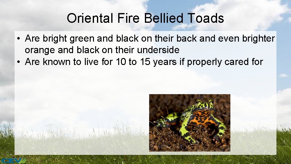 Oriental Fire Bellied Toads • Are bright green and black on their back and