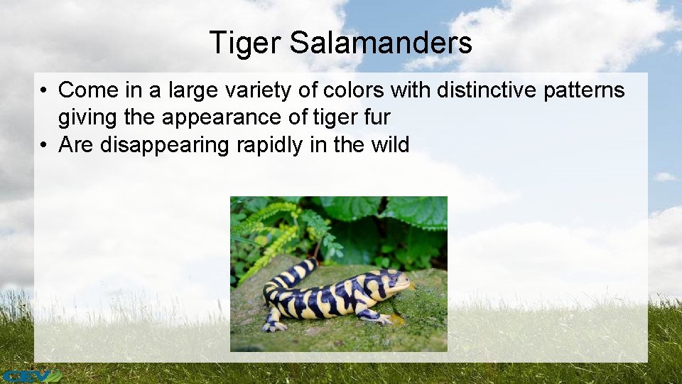 Tiger Salamanders • Come in a large variety of colors with distinctive patterns giving