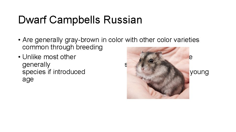 Dwarf Campbells Russian • Are generally gray-brown in color with other color varieties common