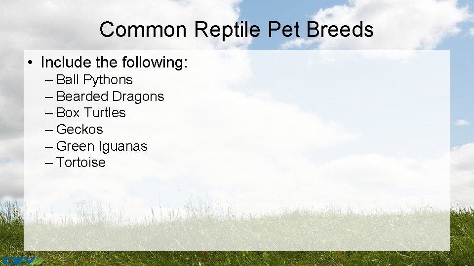 Common Reptile Pet Breeds • Include the following: – Ball Pythons – Bearded Dragons