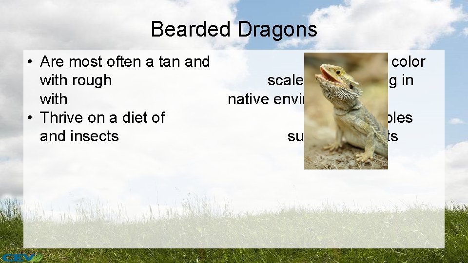 Bearded Dragons • Are most often a tan and with rough with • Thrive