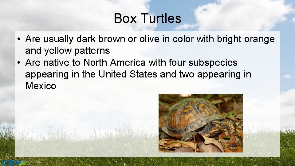 Box Turtles • Are usually dark brown or olive in color with bright orange