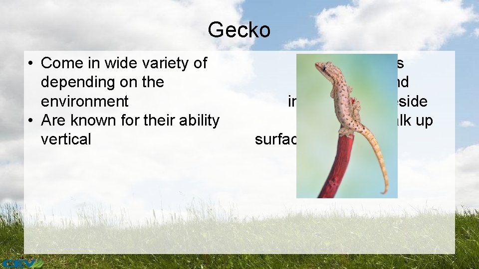 Gecko • Come in wide variety of depending on the environment • Are known