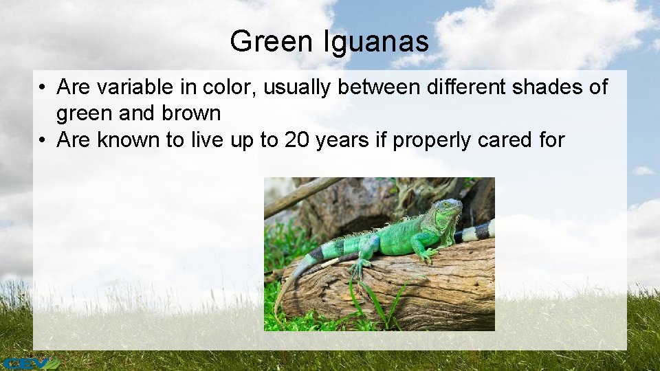 Green Iguanas • Are variable in color, usually between different shades of green and