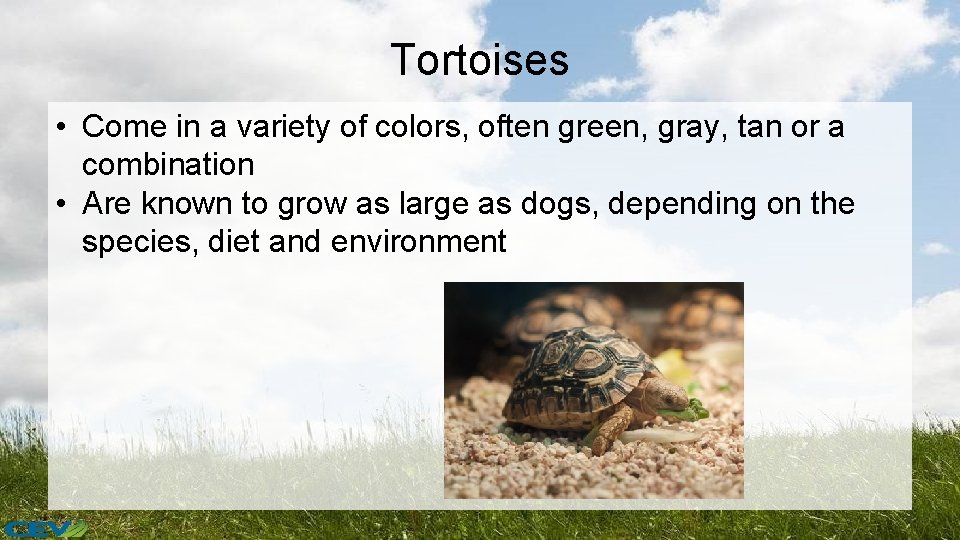 Tortoises • Come in a variety of colors, often green, gray, tan or a