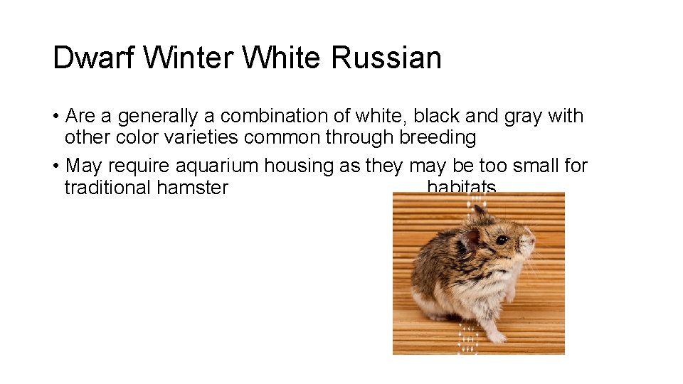 Dwarf Winter White Russian • Are a generally a combination of white, black and