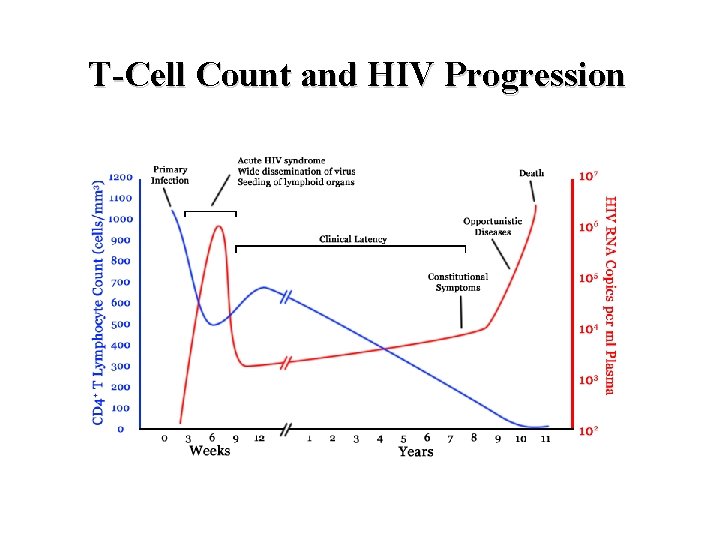 T-Cell Count and HIV Progression 