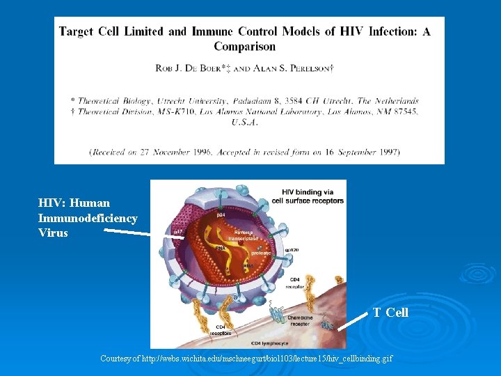 HIV: Human Immunodeficiency Virus T Cell Courtesy of http: //webs. wichita. edu/mschneegurt/biol 103/lecture 15/hiv_cellbinding.