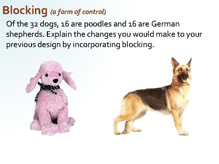 Blocking (a form of control) Of the 32 dogs, 16 are poodles and 16