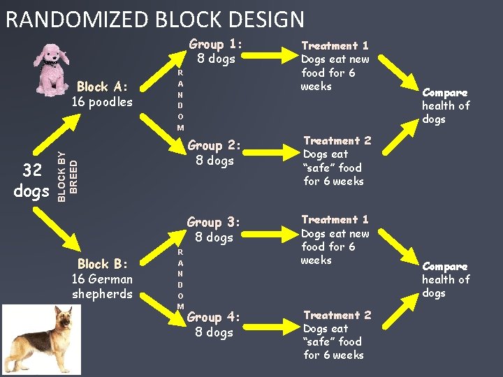 RANDOMIZED BLOCK DESIGN Group 1: 8 dogs 32 dogs BLOCK BY BREED Block A: