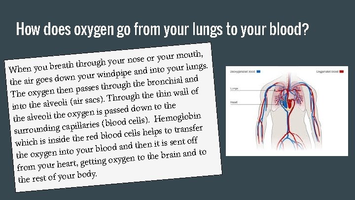 How does oxygen go from your lungs to your blood? r mouth, u o