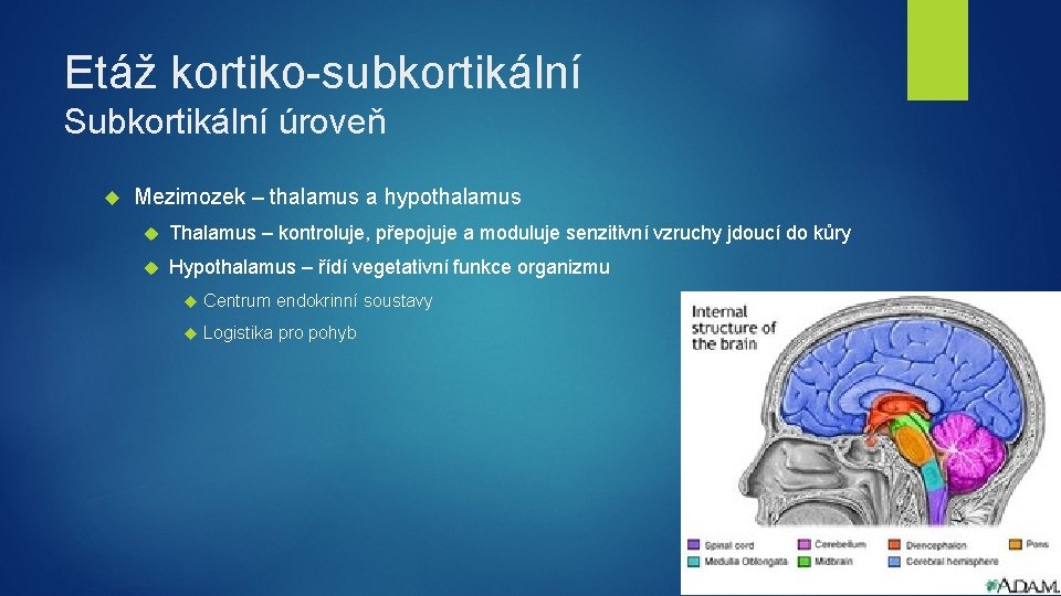 Etáž kortiko-subkortikální Subkortikální úroveň Mezimozek – thalamus a hypothalamus Thalamus – kontroluje, přepojuje a