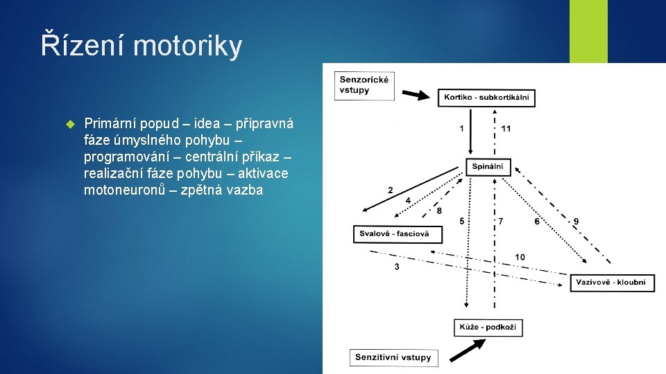 Řízení motoriky Primární popud – idea – přípravná fáze úmyslného pohybu – programování –